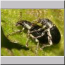 Phyllobius viridicollis - Ruesselkaefer 01 5-6mm.jpg